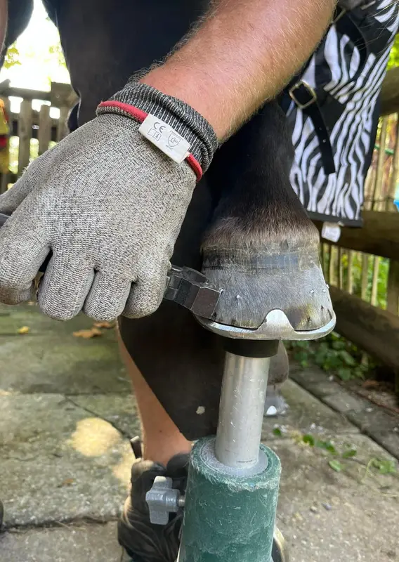 Frisch beschlagener Huf auf dem Hufbock, gehalten mit Schutzhandschuh